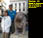 Venice Lion Statue